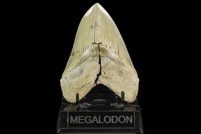 Serrated, 4.88" Megalodon Tooth - Aurora, North Carolina
